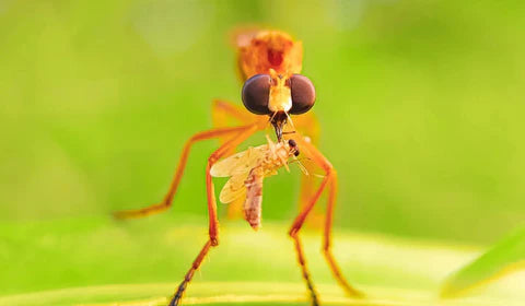 Professional Macro Photography with the 20mm Signi X Lens