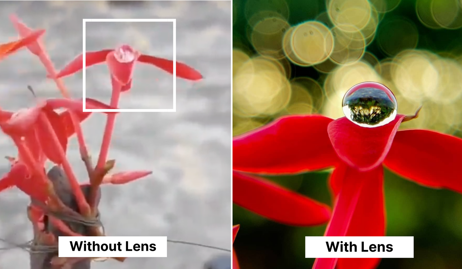 How do you capture extreme close-ups with your phone?