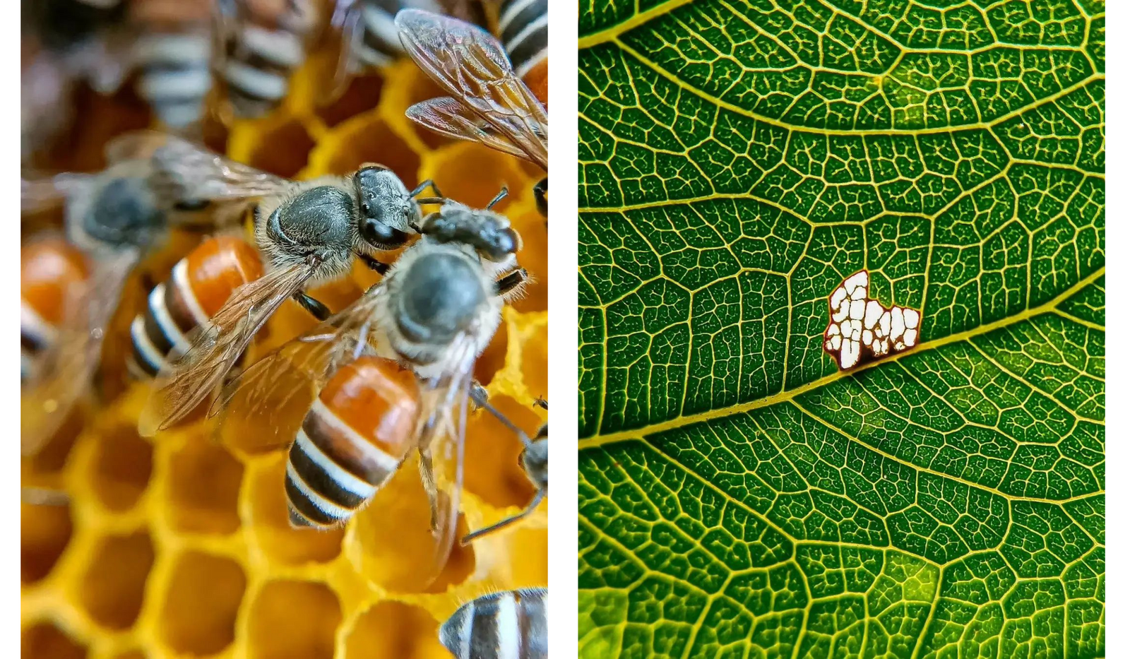 3 Essential Lens That Every New Photographer Should Have