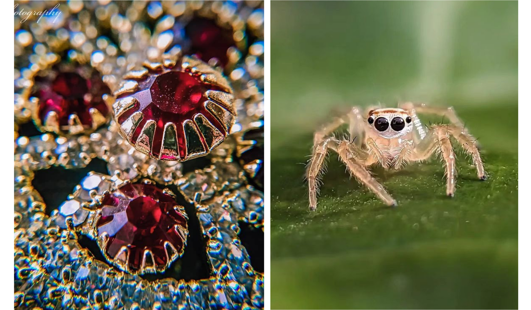 Ever wondered about big details in tiny objects? How does a macro lens help?